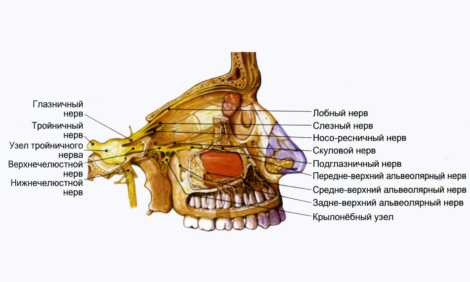 Нервы лицевой области. Крылонебный узел тройничного нерва. Ветви тройничного нерва анатомия. Анатомия глазной ветви тройничного нерва. Лицевая ветвь тройничного нерва.