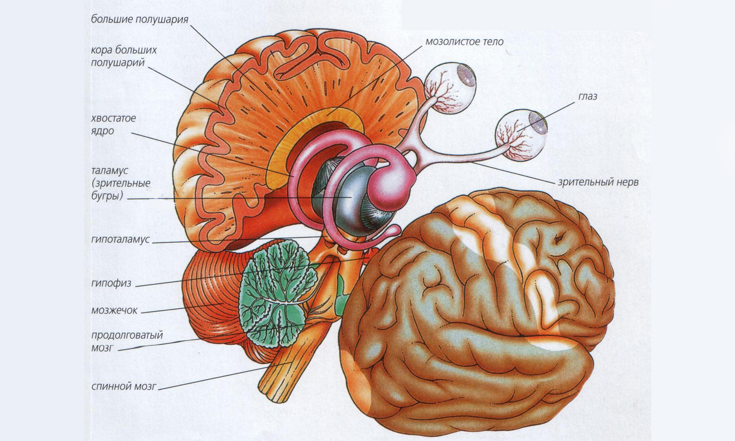 Схема строения головного мозга человека